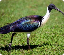 Ibis