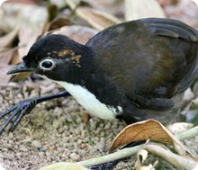 Male Chowchilla - Mark Christiansen 