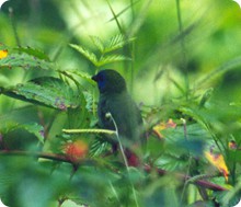 blue_faced_parrot_finch_e