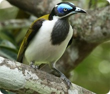 bluefaced_honeyeaterlloyd_nielsen