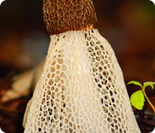 bridal_veil_fungi_mark_christiansen