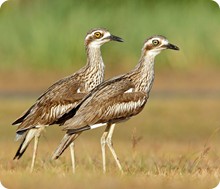 Bush Stone Curlew pair MASTER