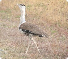 bustard_male1