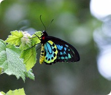 cairns_birdwing_male_mark_brew