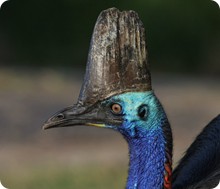 cassowary_1