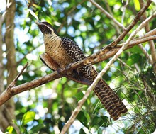 common_koel_f_del._richards