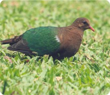 emerald_dove