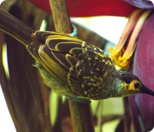 endemic_maclaeys_honeyeater1_e