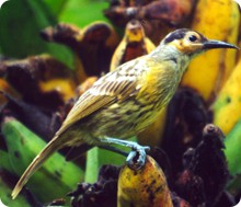 endemic_maclaeys_honeyeater_e