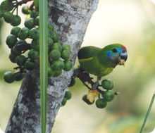 fig_parrot