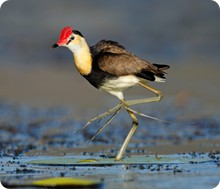 Jacana leg up MASTER