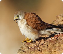 Kestrel calling 