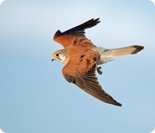 Kestrel flying 1 MASTER