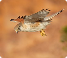 Kestrel hovering 1 MASTER