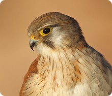 Nankeen Kestrel head shot MASTER