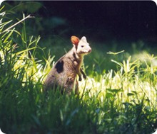 pademelon_wallaby