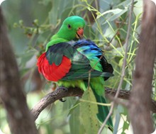 redwinged_parrotmartin_cachard