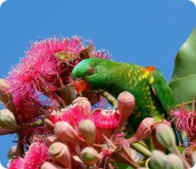 scalybreasted_lorikeetmurray_frick