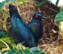 sp_starlings_e