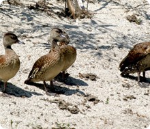 spotted_whistling_ducksrichard_thomis