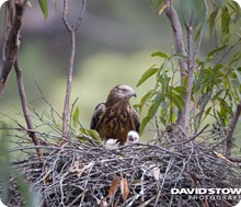 squaretailed_kitedavid_stowe_photography