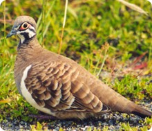 squatter_pigeon_e