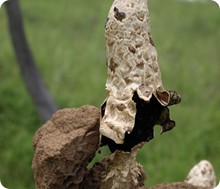 termite_mound_fungi_del._richards.