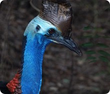 southern_cassowary_del._richards